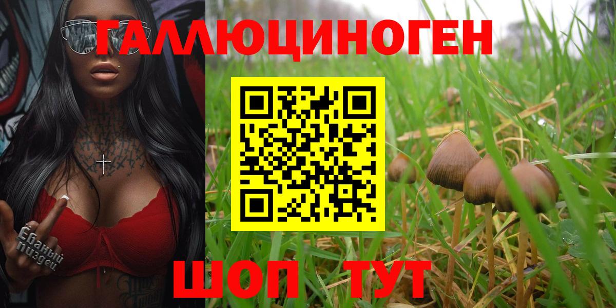 Псилоцибиновые грибы Psilocybine cubensis Муром